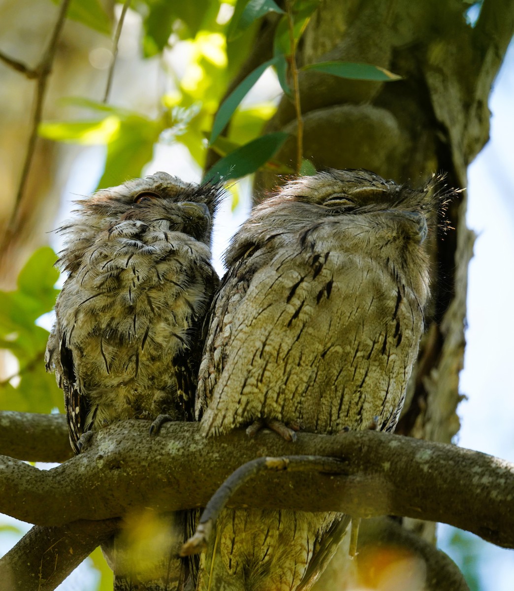 Tawny Frogmouth - ML645383199