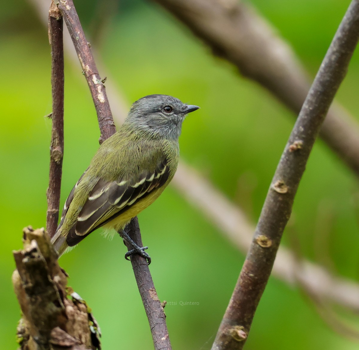 ヒメタイランチョウ - ML645383202