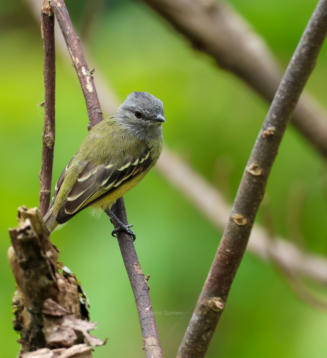 ヒメタイランチョウ - ML645383203