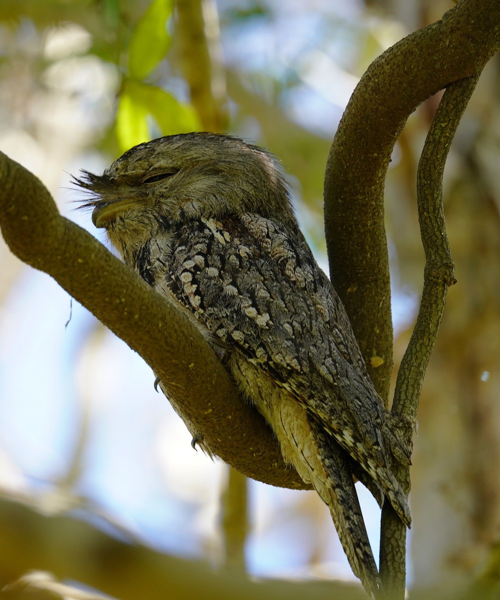 Tawny Frogmouth - ML645383205