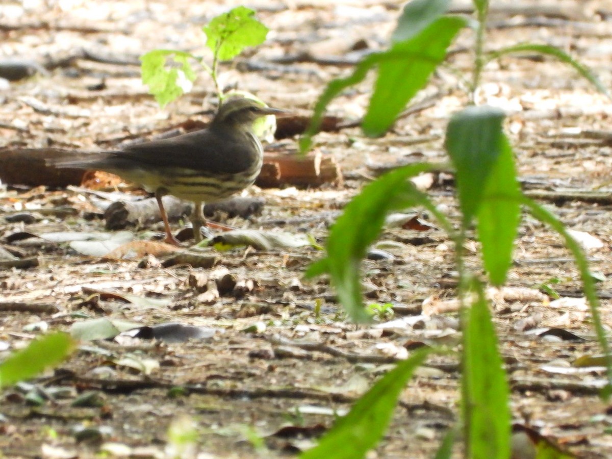 Northern Waterthrush - ML645383217