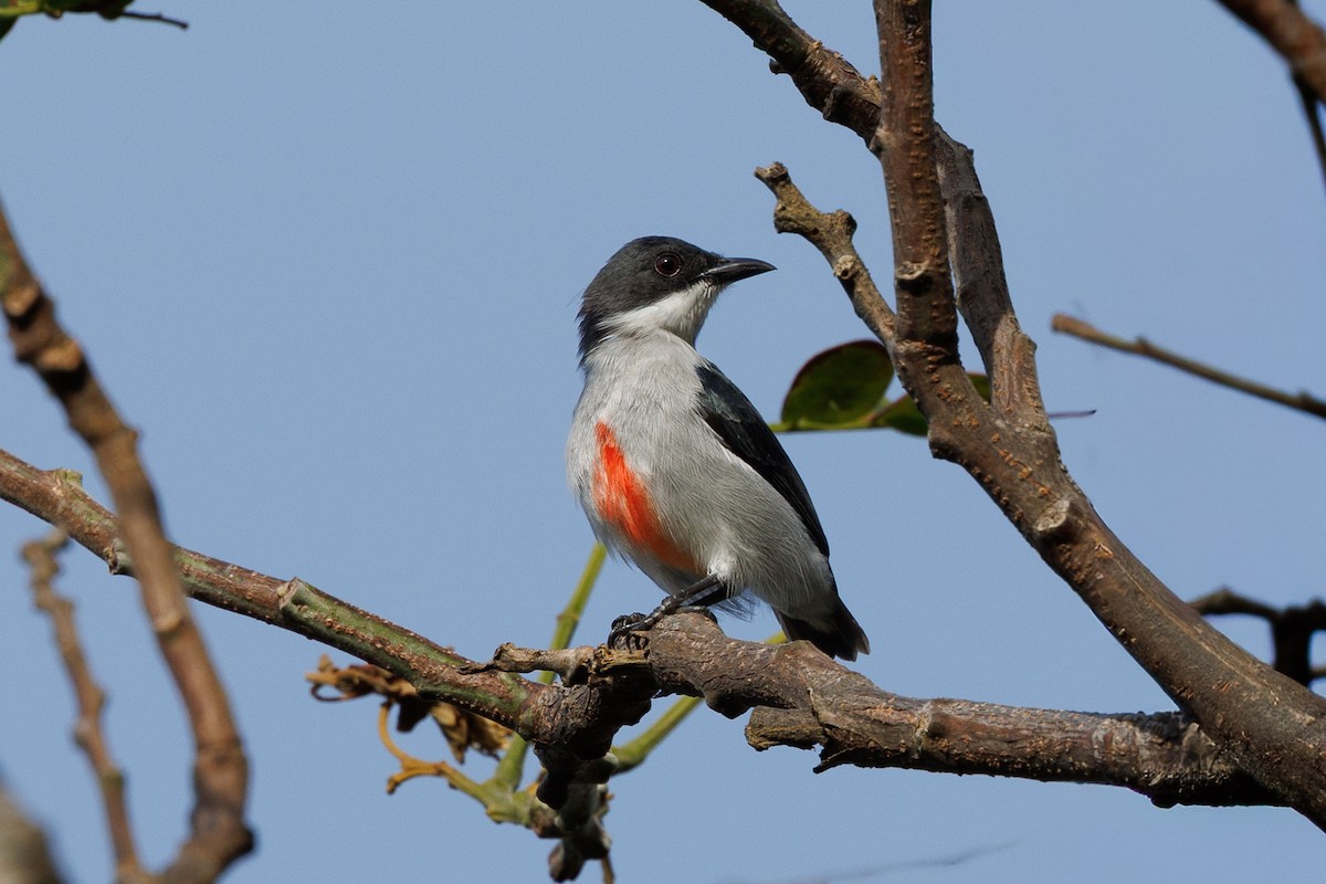 Red-keeled Flowerpecker - ML645383221