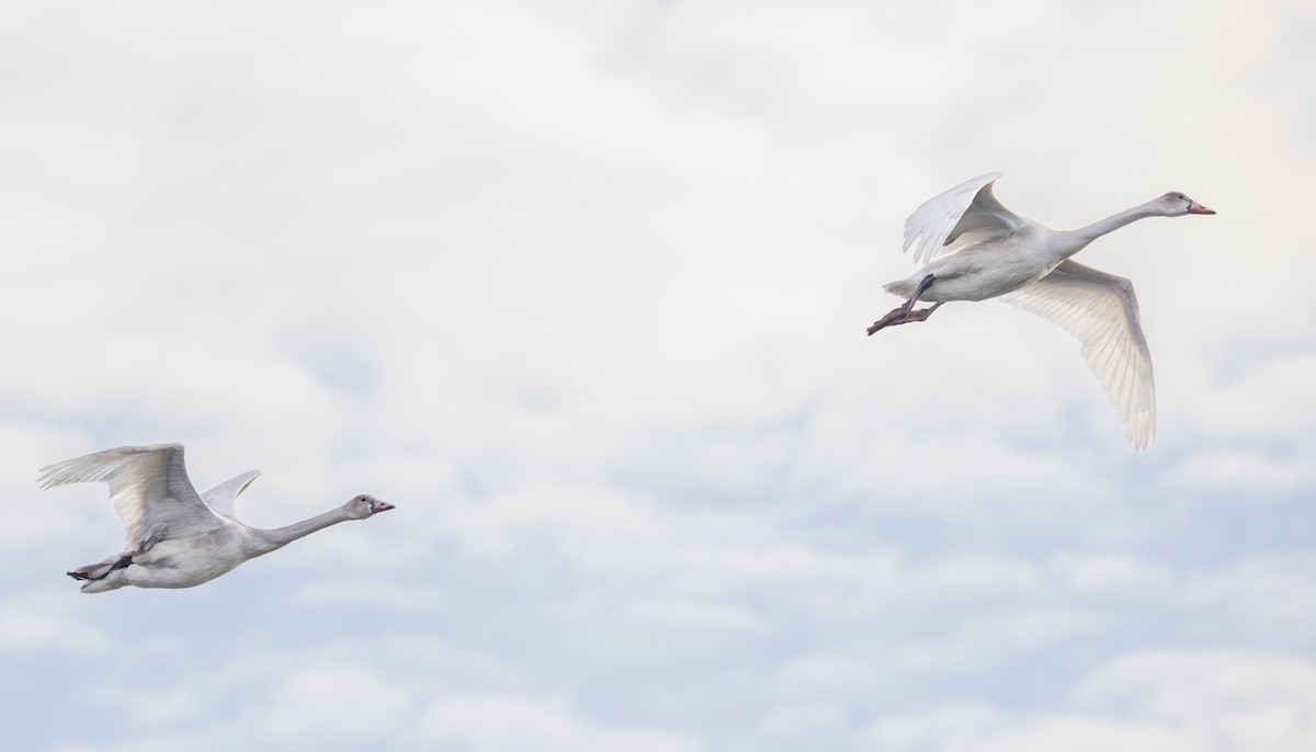 小天鵝 - ML645383222