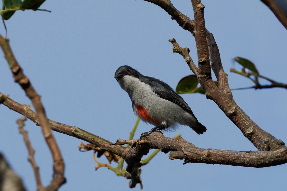 Red-keeled Flowerpecker - ML645383223