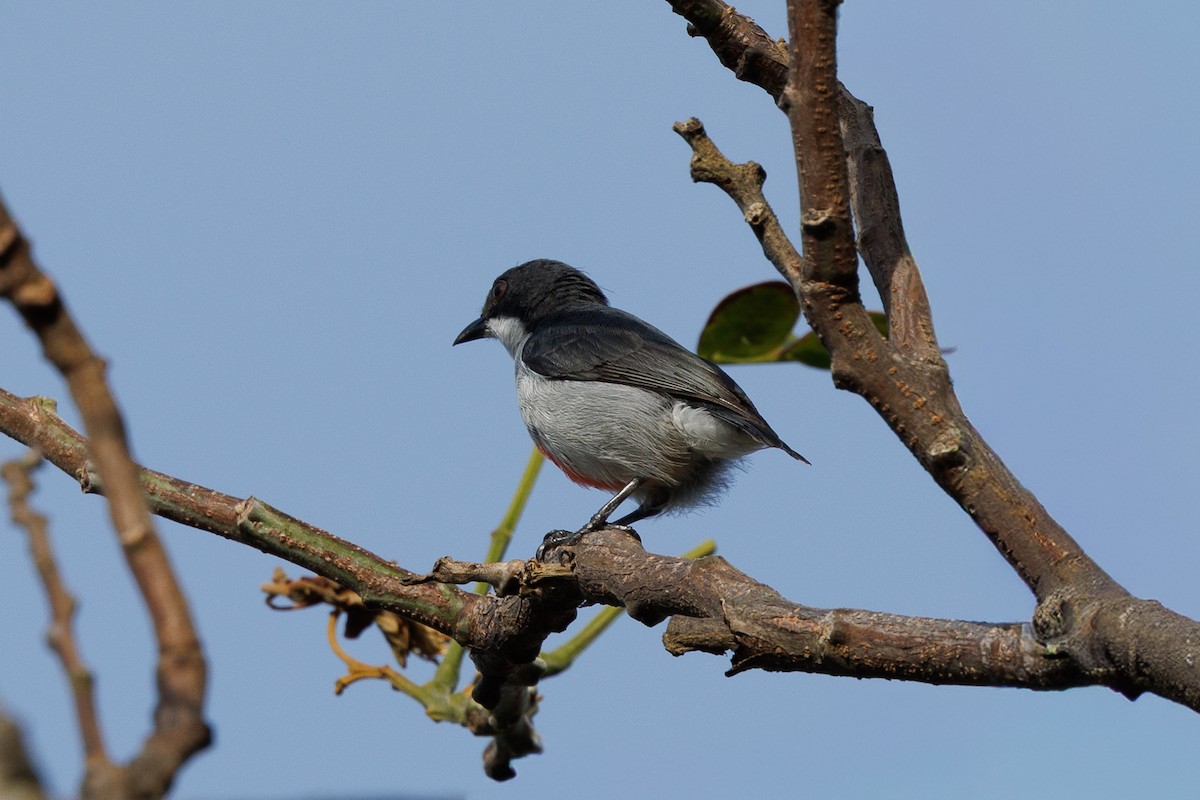 Red-keeled Flowerpecker - ML645383224