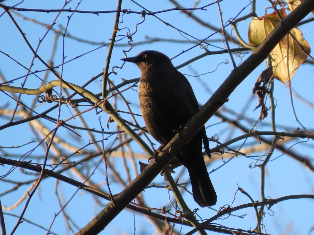 Rusty Blackbird - ML645383225