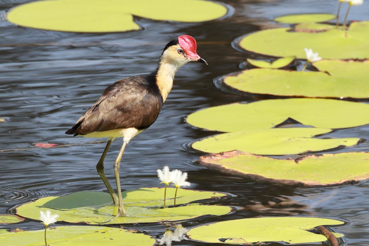 Comb-crested Jacana - ML645383227