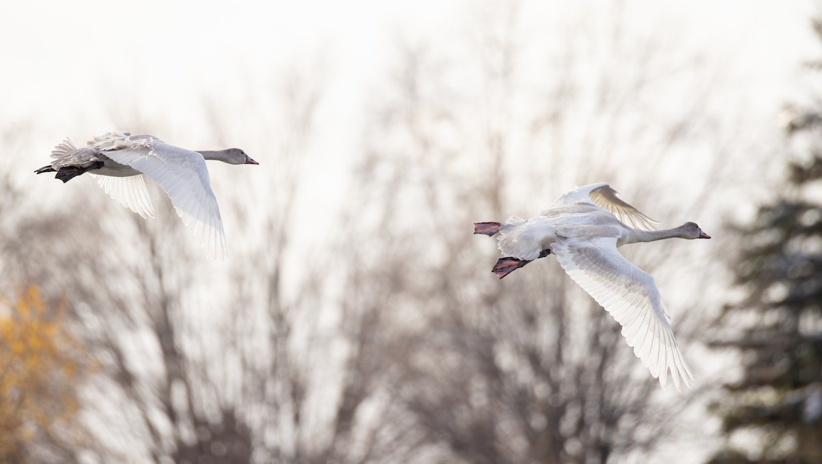 小天鵝 - ML645383228