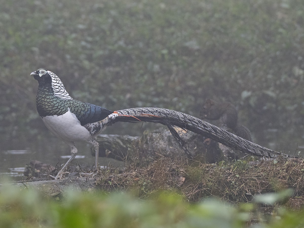 白腹錦雞 - ML645383229