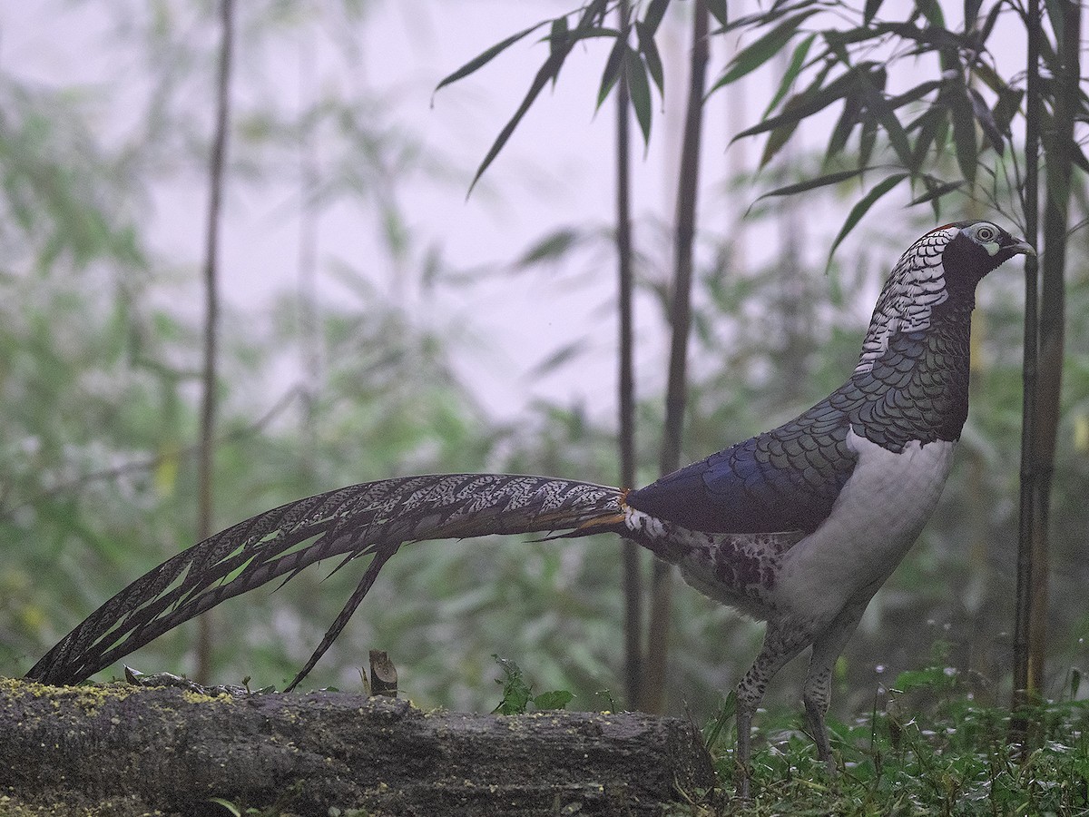 白腹錦雞 - ML645383230