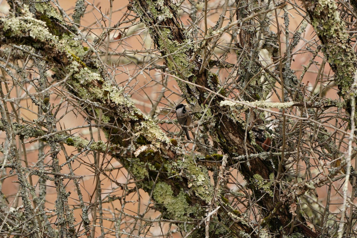 Carolina Chickadee - ML645383231