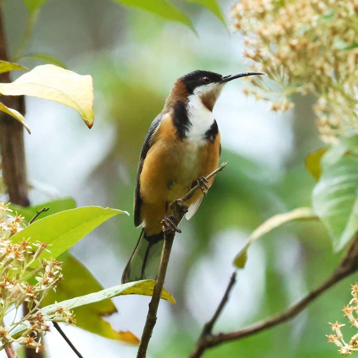 Eastern Spinebill - ML645383232