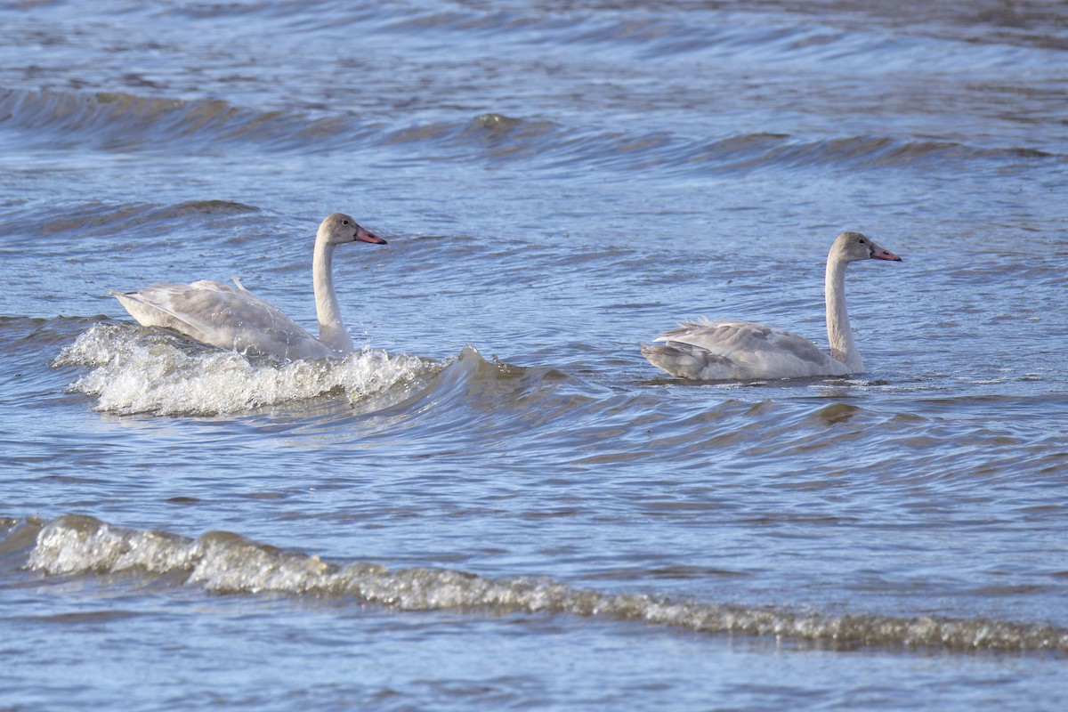 小天鵝 - ML645383233