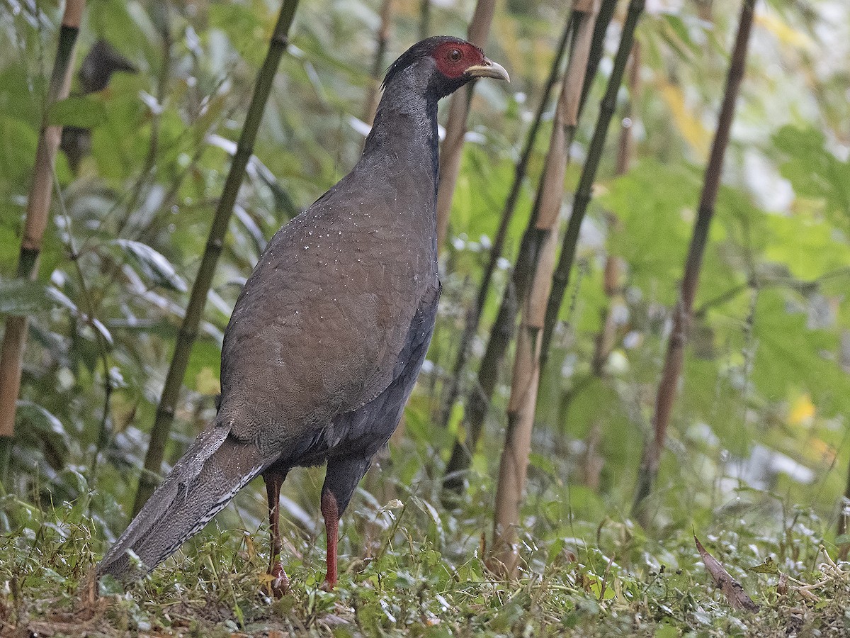 白鷴 - ML645383235