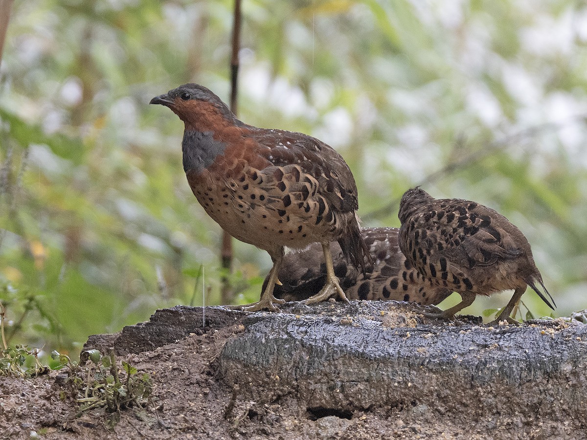 灰胸竹雞 - ML645383237