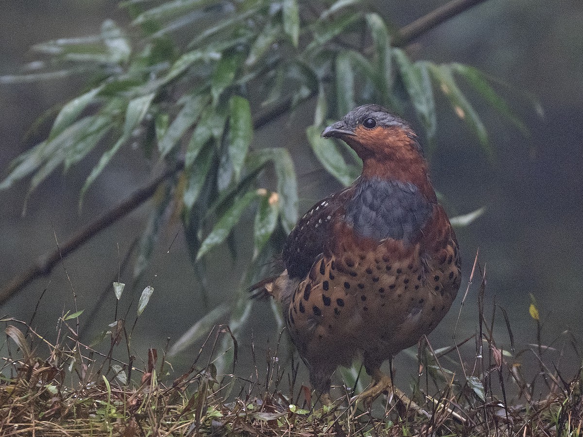 灰胸竹雞 - ML645383238