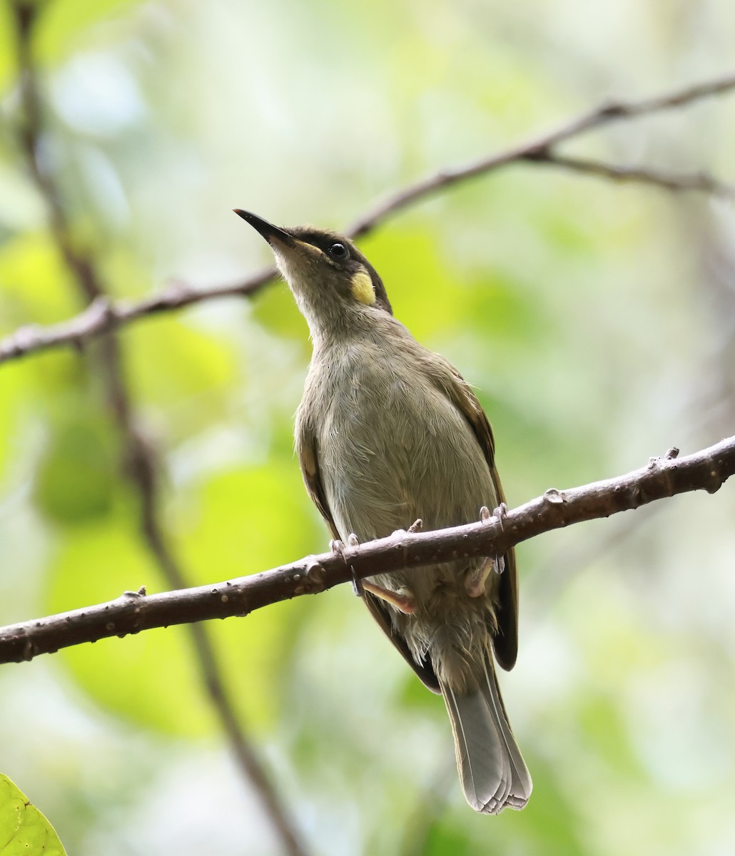 Yellow-spotted Honeyeater - ML645383239