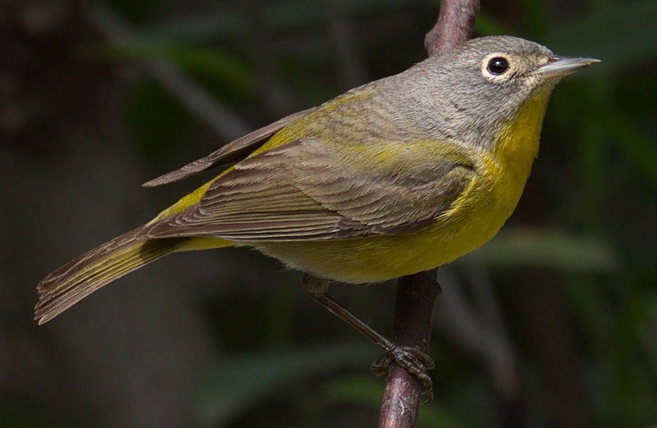 Nashville Warbler - ML645383240