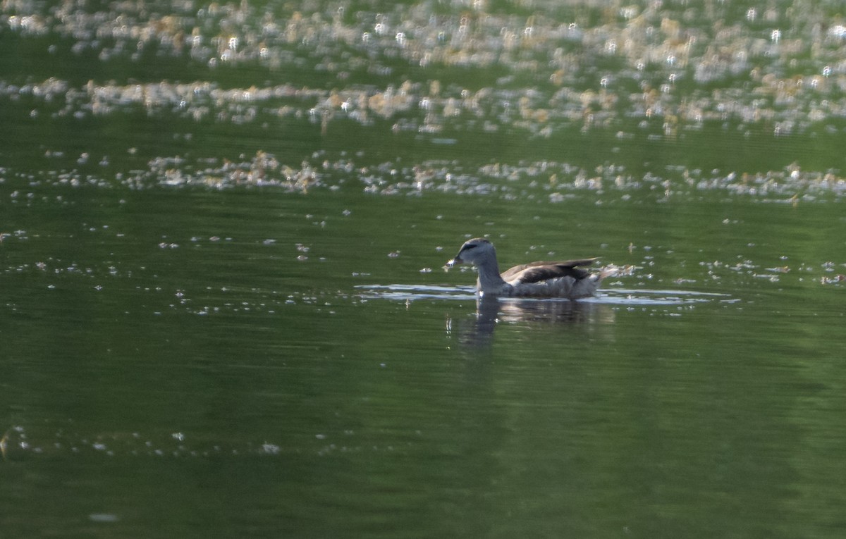 Coromandelgo antzaratxoa - ML645383241