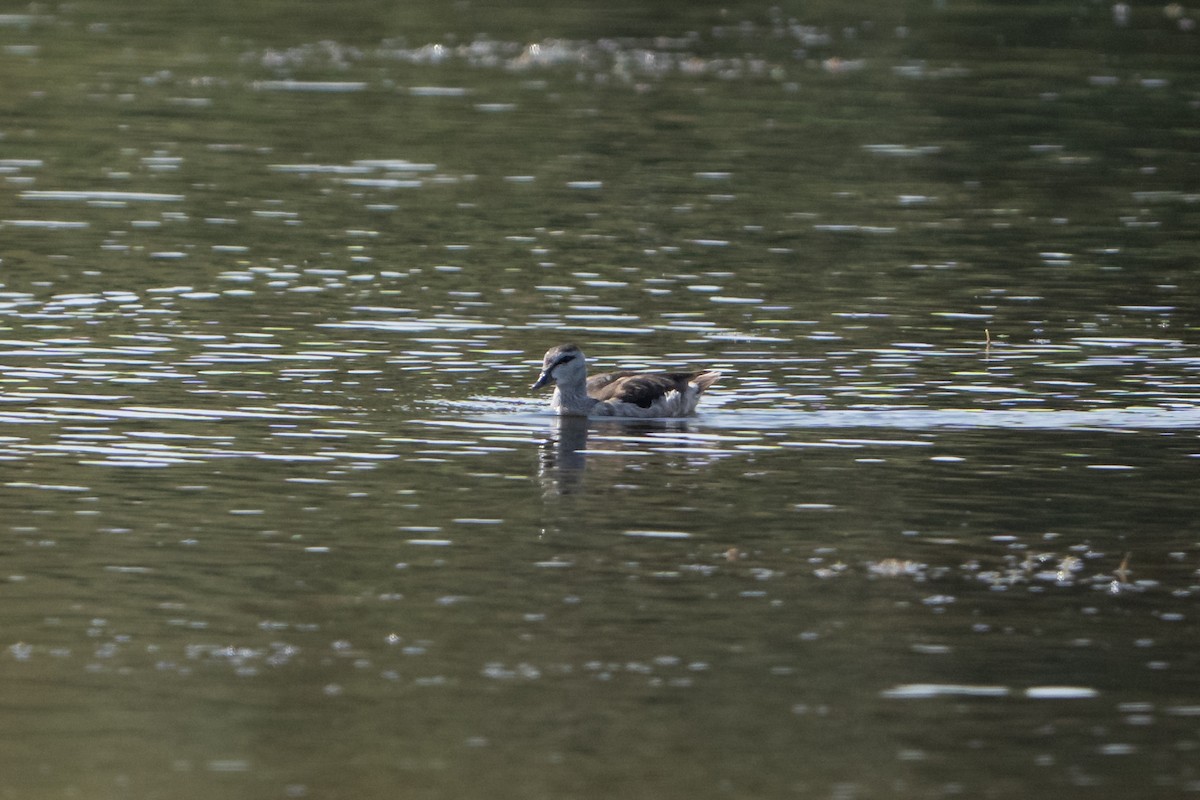 Coromandelgo antzaratxoa - ML645383242