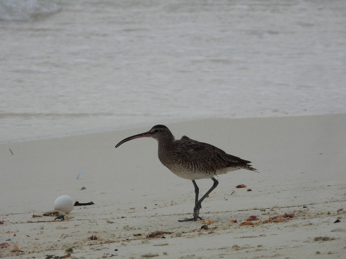 koliha malá - ML645383245