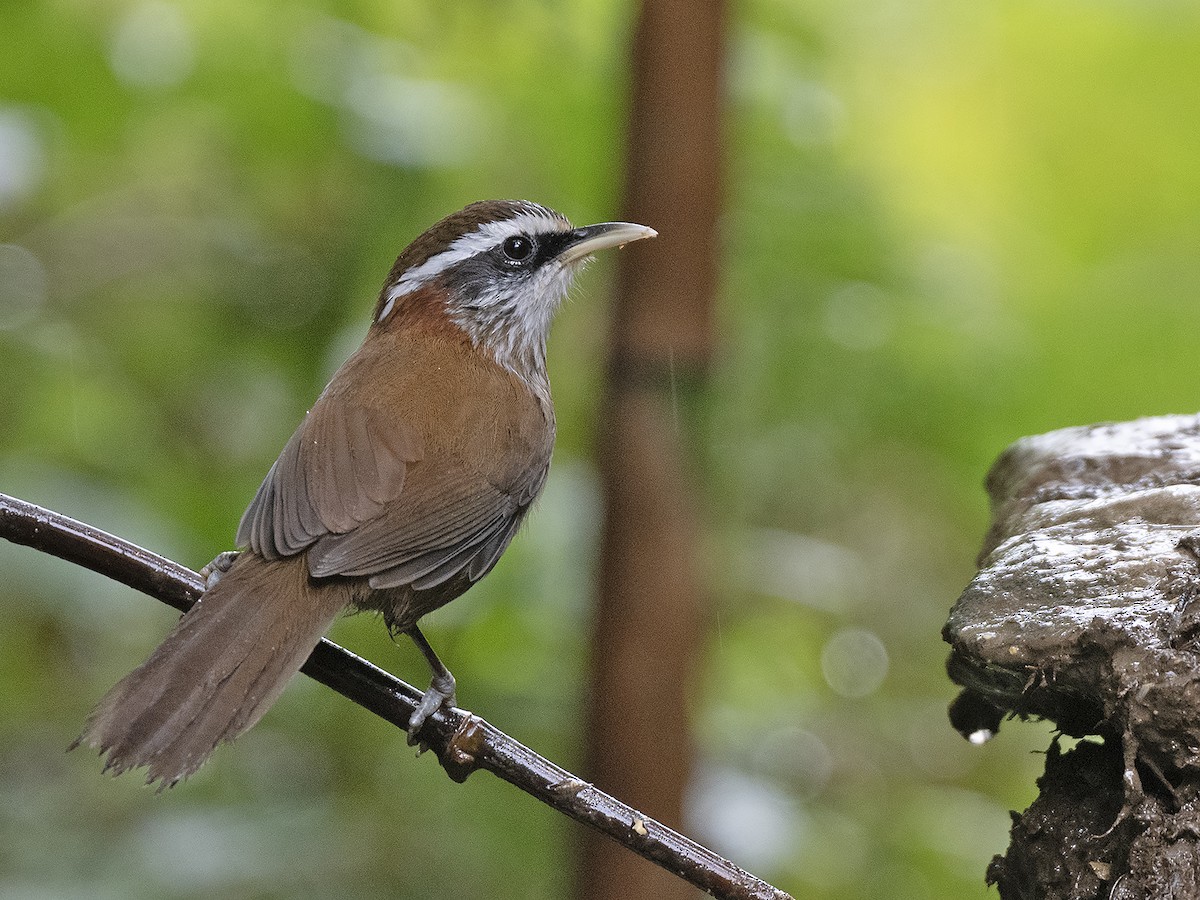 Streak-breasted Scimitar-Babbler - ML645383246