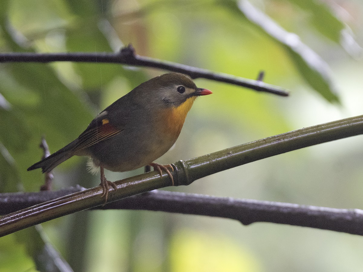 紅嘴相思鳥 - ML645383247