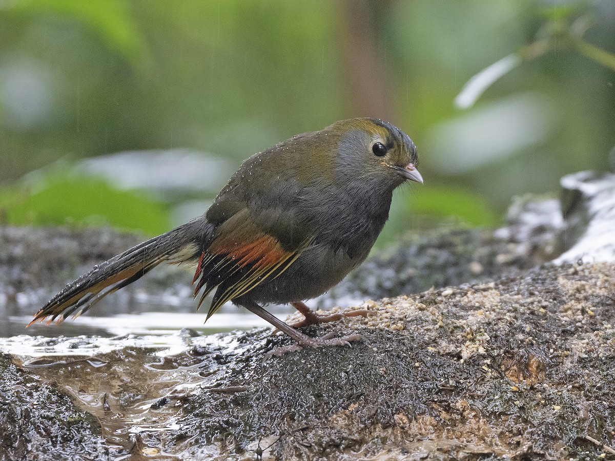 Emei Shan Liocichla - ML645383249