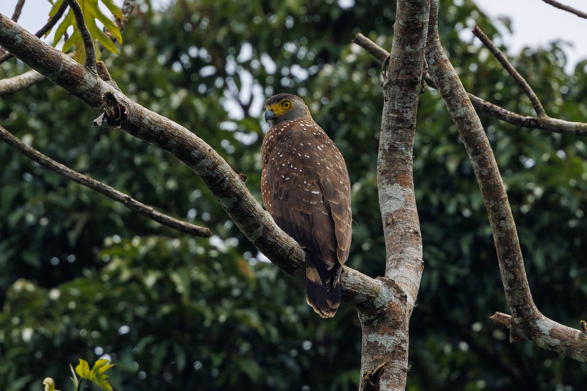 Philippine Serpent-Eagle - ML645383250