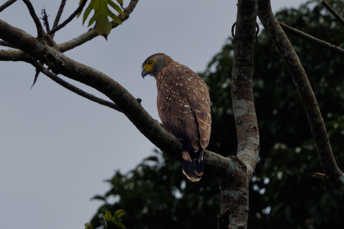 Philippine Serpent-Eagle - ML645383251