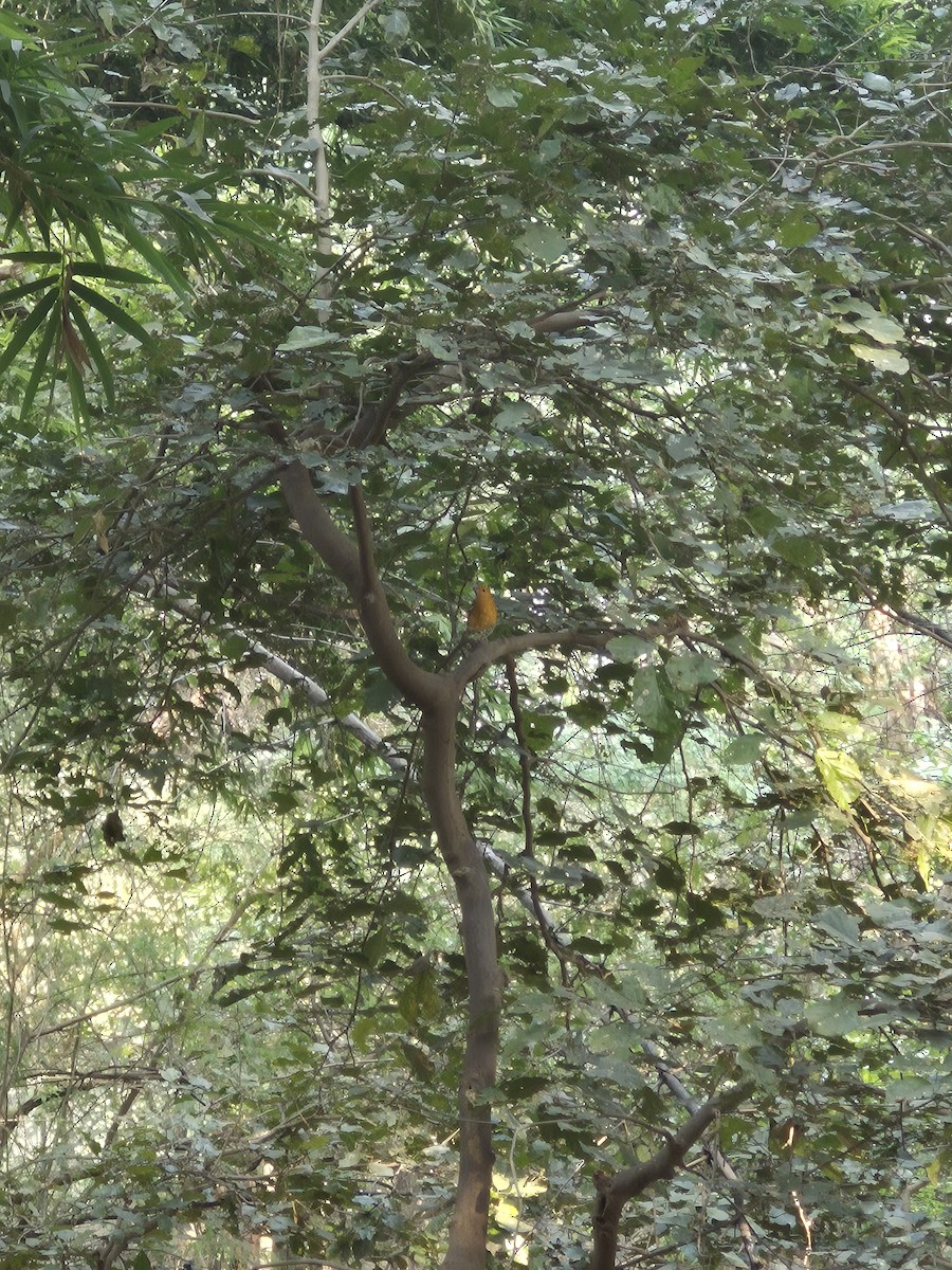 橙頭地鶇 - ML645383252