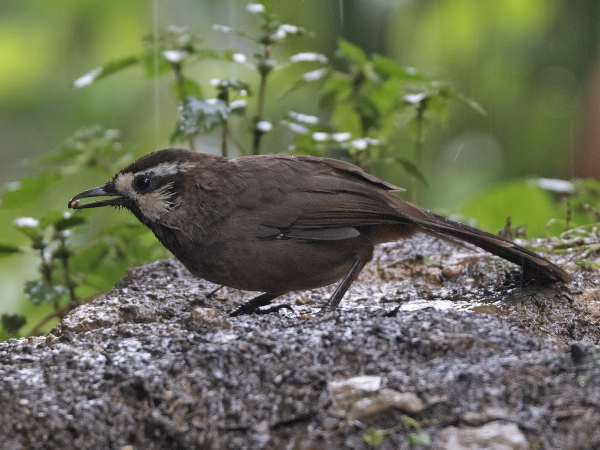 白頰噪眉 - ML645383253