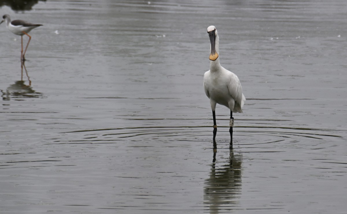 白琵鷺 - ML645383254