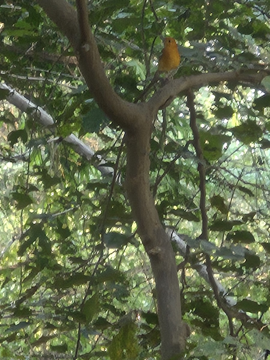 橙頭地鶇 - ML645383255