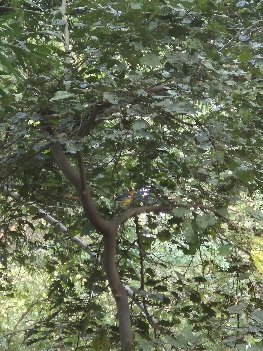 橙頭地鶇 - ML645383257