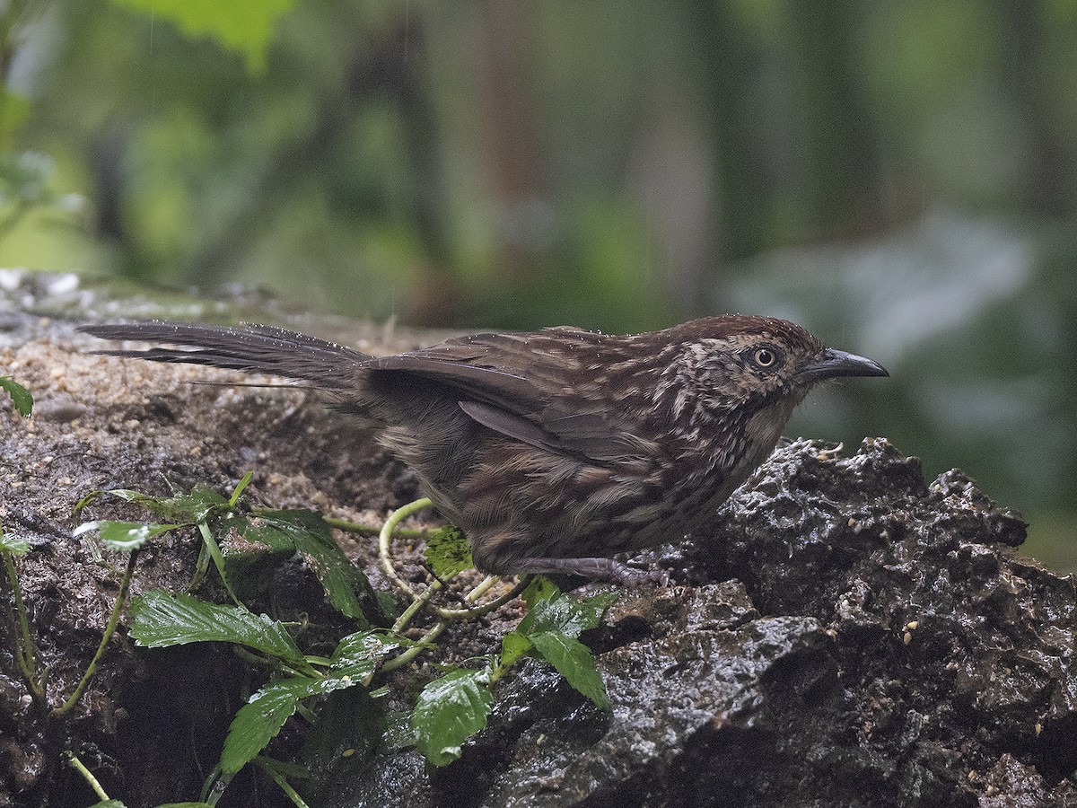 Chinese Babax - ML645383258