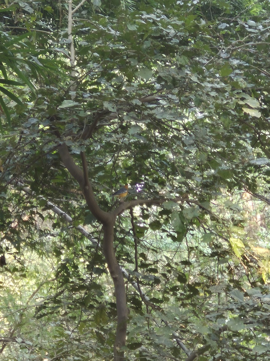 drozd oranžovohlavý - ML645383259