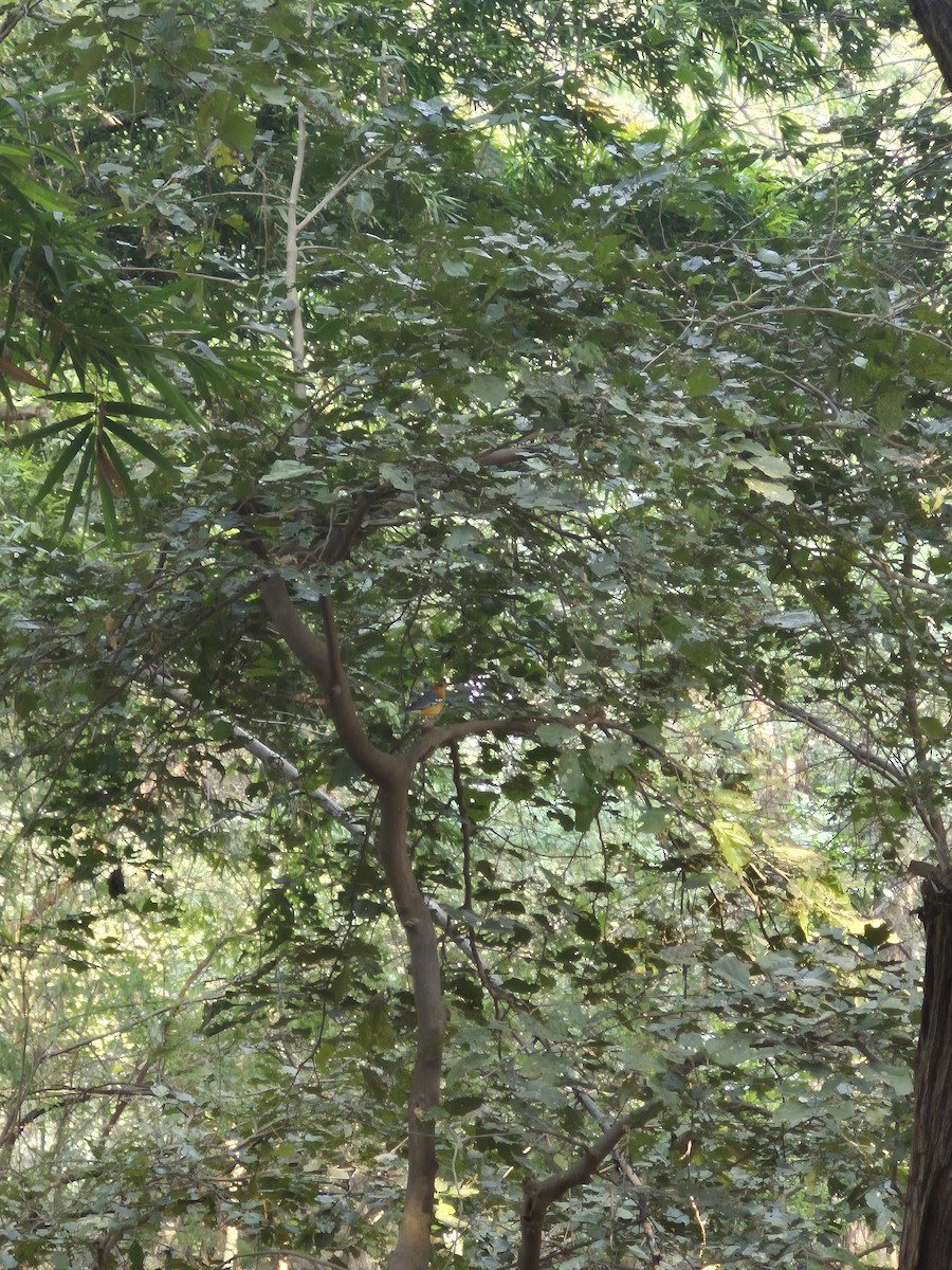 drozd oranžovohlavý - ML645383260