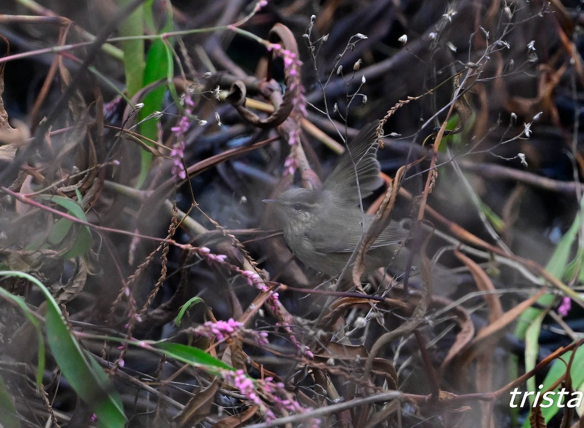 budníček temný - ML645383262