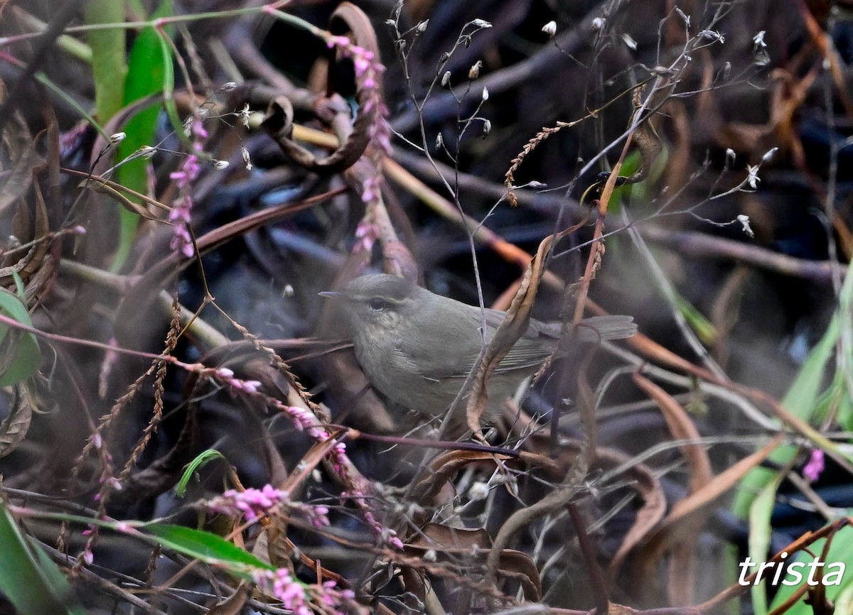 budníček temný - ML645383263