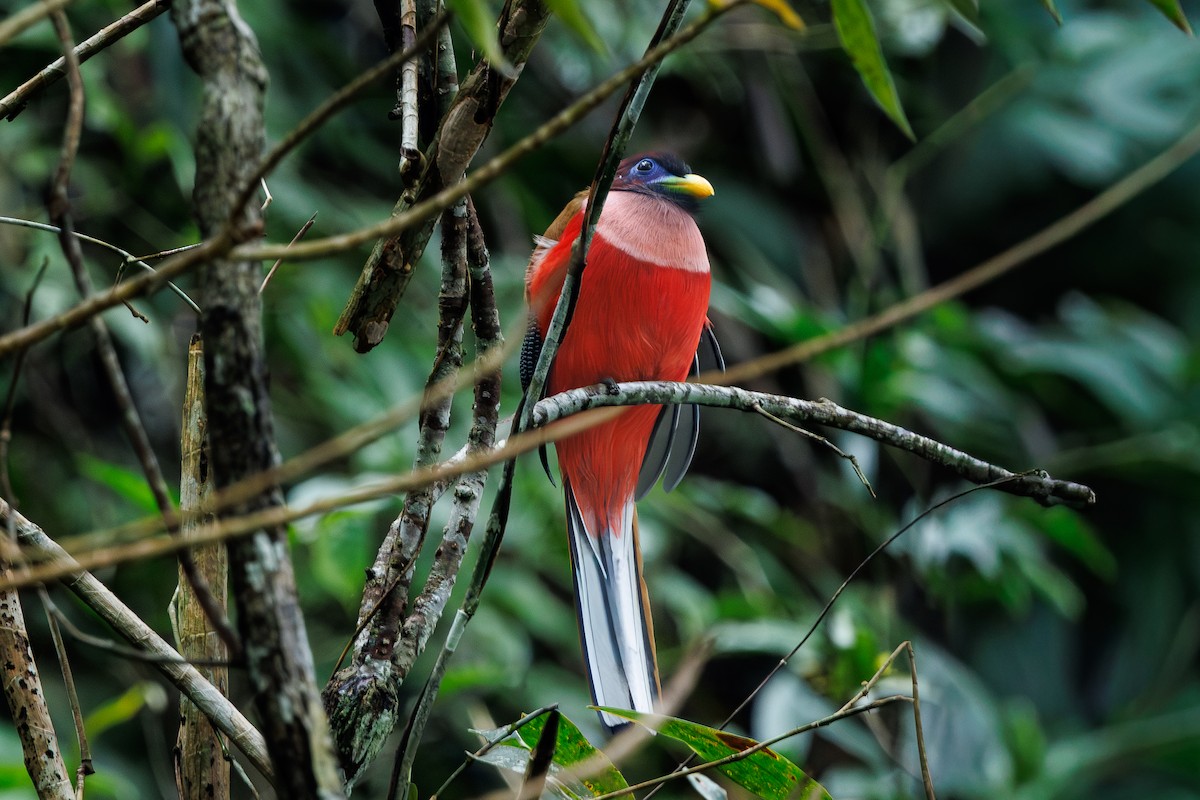 trogon filipínský - ML645383264