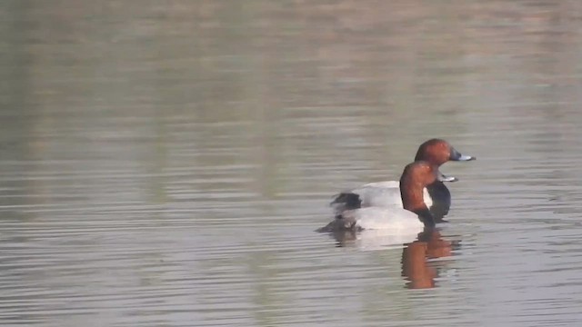 Попелюх звичайний - ML645383265