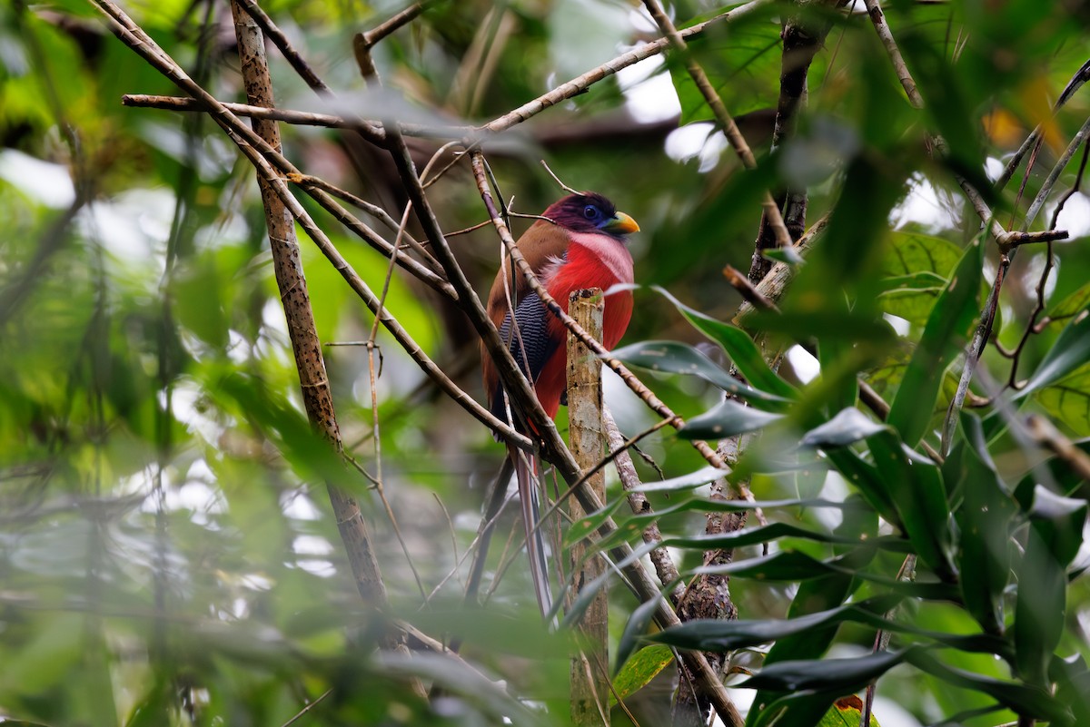 trogon filipínský - ML645383266