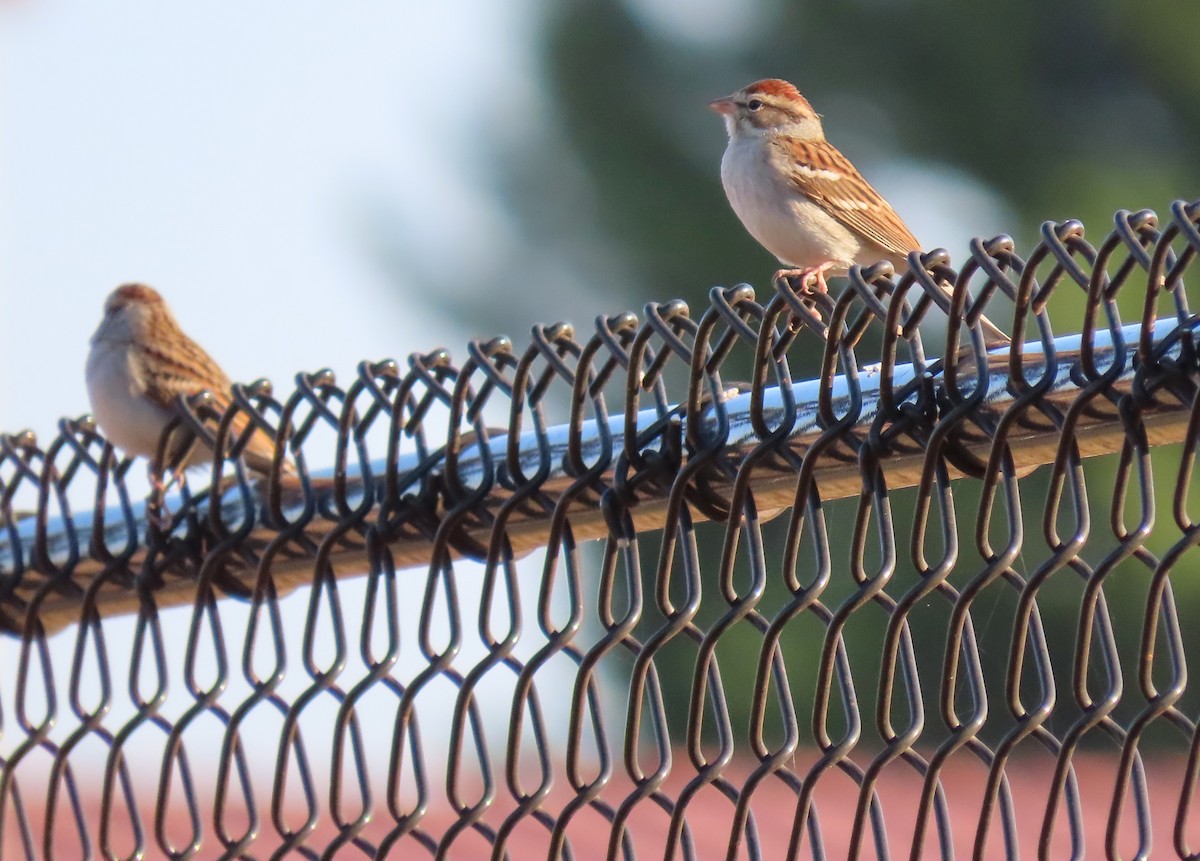 strnádka vrabcovitá - ML645383267