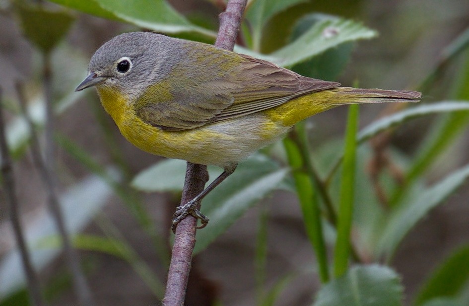 lesňáček rezavokorunkatý - ML645383268