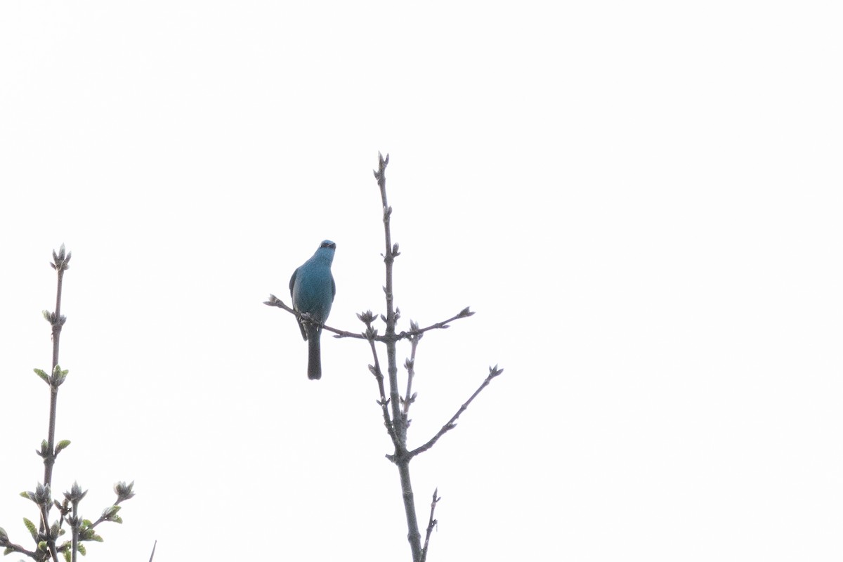 lejsek bleděmodrý - ML645383269