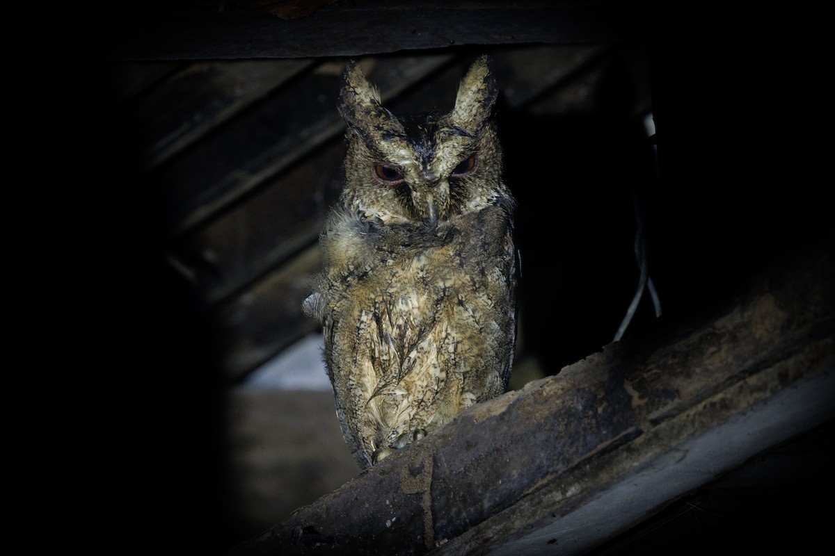 výreček Everettův - ML645383270