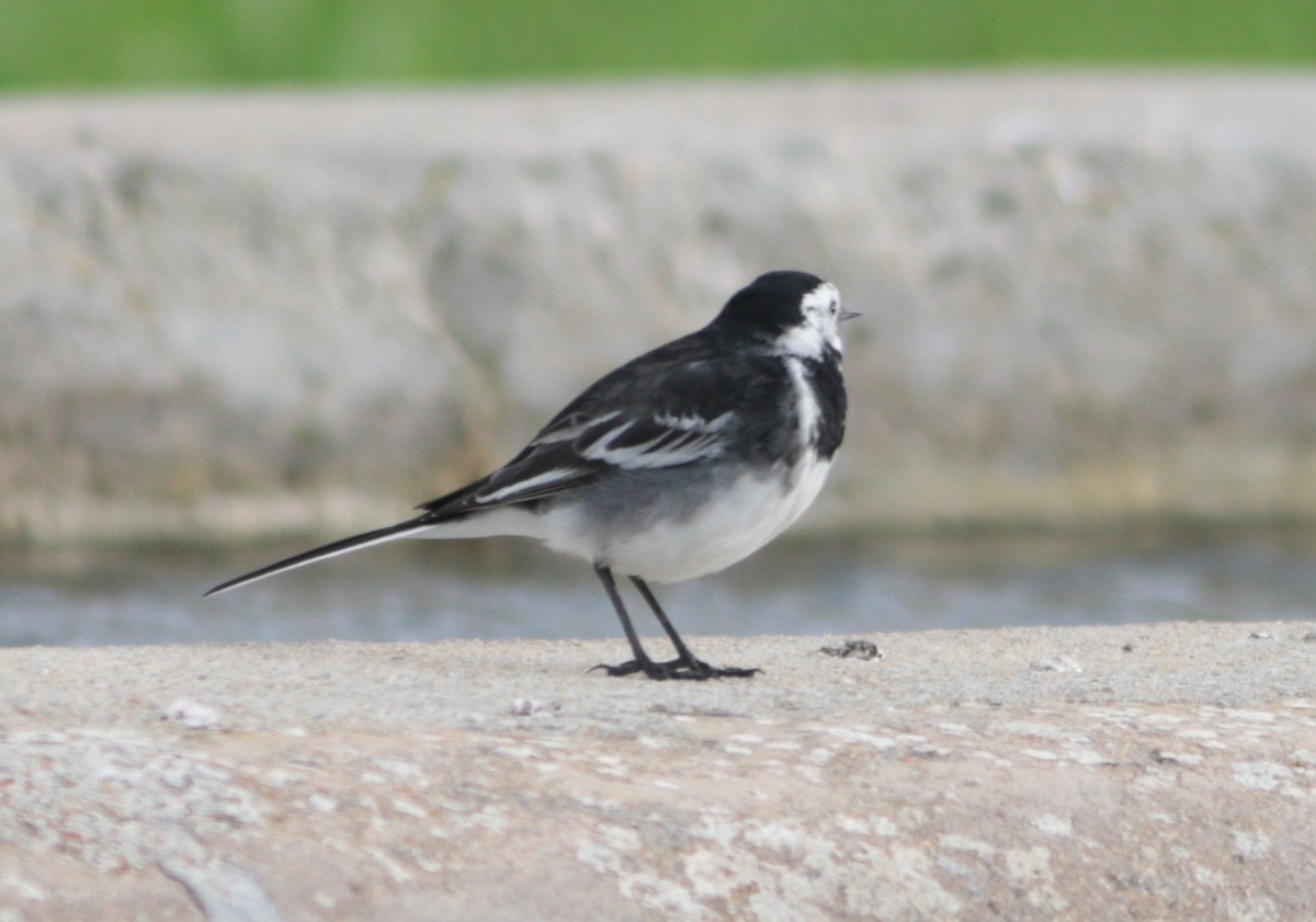 konipas bílý (ssp. yarrellii) - ML645383271