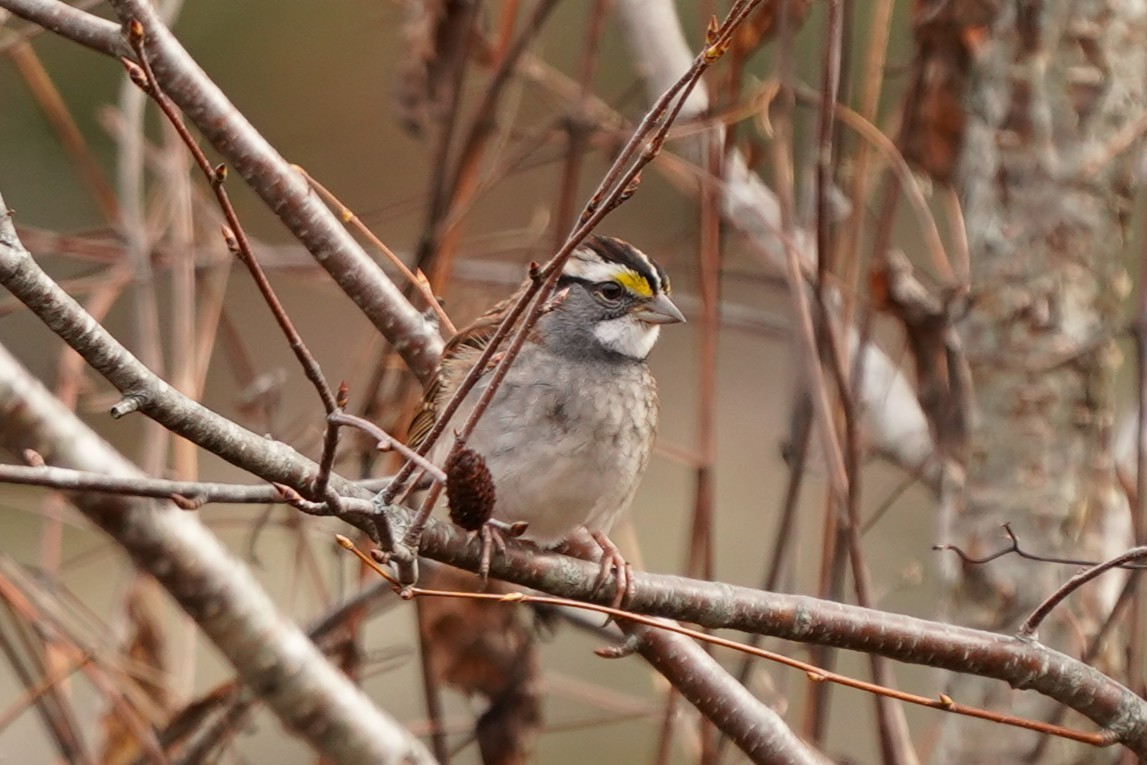 strnadec bělohrdlý - ML645383272
