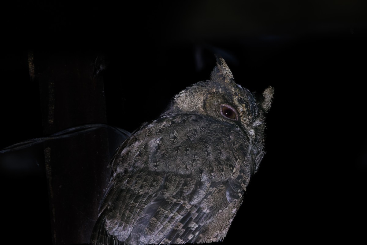 výreček Everettův - ML645383273